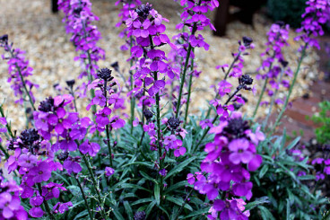 Erysimum Bowles Mauve - Muurbloem