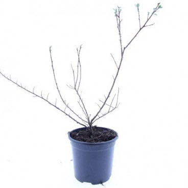 Escallonia Donard Seedling | Escallonia