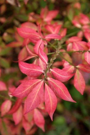 Kardinaalsmuts - Euonymus alatus