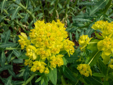 Euphorbia am. Robbiae - Wolfsmelk