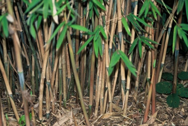 Bamboe niet woekerend - Fargesia nitida Great Wall