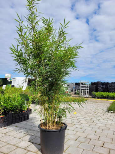 Afsnijden Meedogenloos hersenen Bamboe planten kopen - Kwekerij Klein