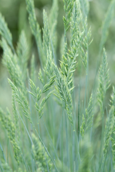 Festuca glauca - Blauw schapengras