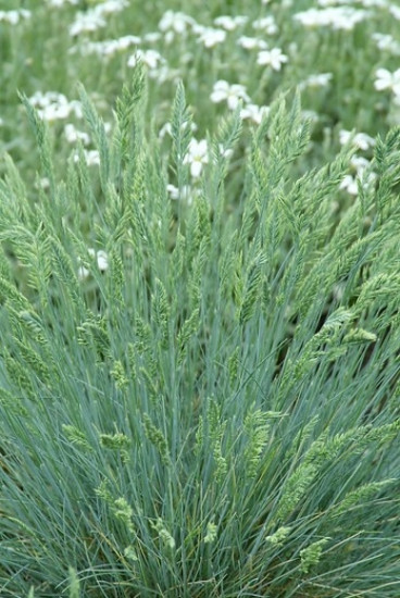 Festuca glauca Blaufuchs - Blauw schapengras - 