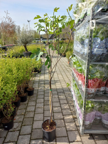 Ficus carica - Vijg op stam