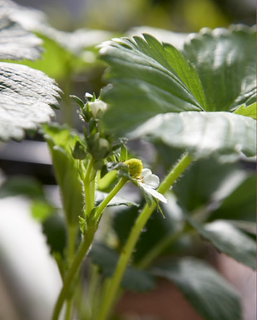 Fragaria vesca “Alexandria” - Bosaardbei