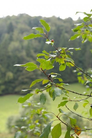 Rhamnus frangula / Frangula alnus - vuilboom