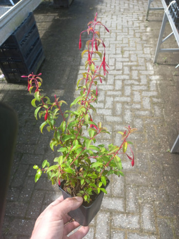 Fuchsia riccartonii - Bellenplant