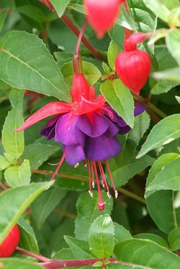 Fuchsia riccartonii - Bellenplant