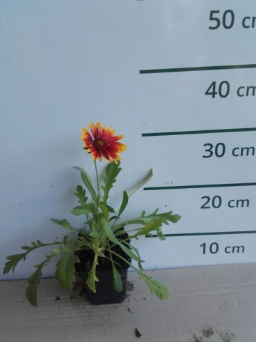 Gaillardia aristata “Kobold” - Kokardebloem