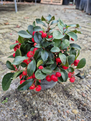 Gaultheria procumbens - Bergthee