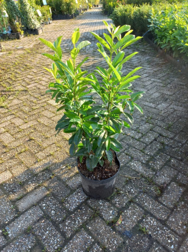 Prunus laur. Genolia - Laurierkers