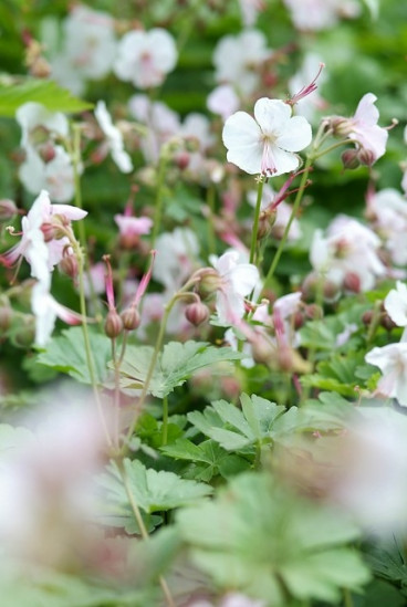 Geranium cantabrigiense Biokovo | Ooievaarsbek