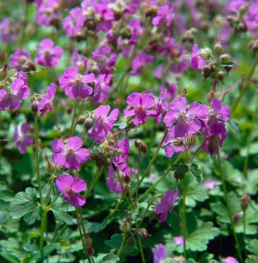 Geranium cantabrigiense Karmina | Ooievaarsbek