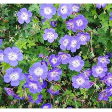 Geranium Rozanne - Ooievaarsbek