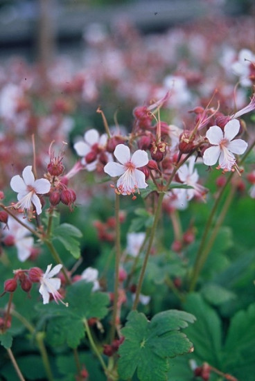 Geranium macrorrhizum Spessart - ooievaarsbek