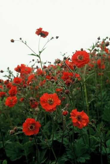 Geum chiloense 'Mrs Bradshaw' - Nagelkruid - 