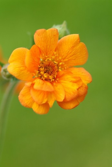 Geum chiloense 'Lady Stratheden' - Nagelkruid - 