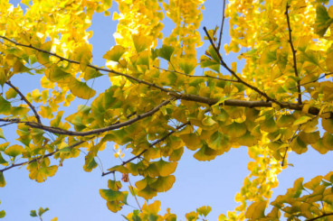 Ginkgo biloba - Japanse notenboom - boom