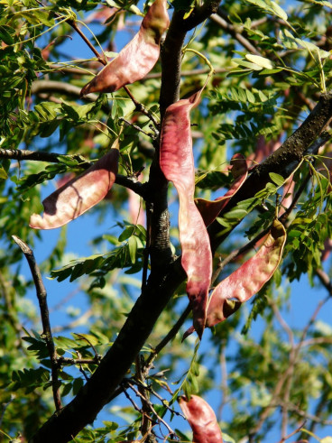 Gleditsia tricanthos - Valse Christusboom