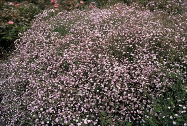 Gypsophila repens 'Rosea' - Gipskruid - 