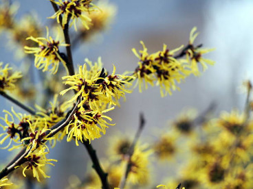 Hamamelis int. Arnold Promise