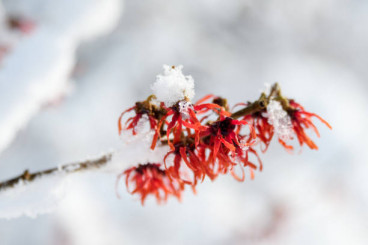 Hamamelis int. Rubin