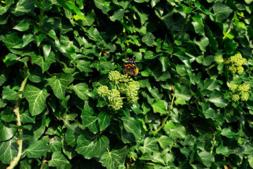 Hedera hibernica Arbori Compact - Struikklimop