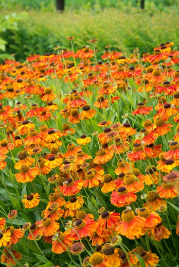 Helenium Moerheim Beauty | Zonnekruid