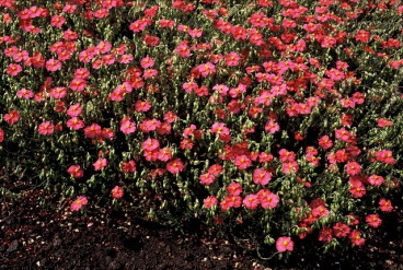 Helianthemum 'Ben Hope' - Zonneroosje - 