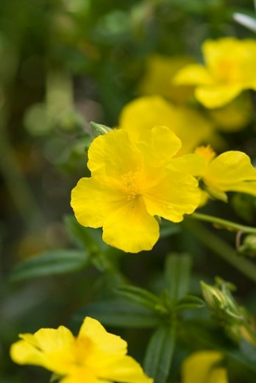 Helianthemum 'Golden Queen' - Zonneroosje - 