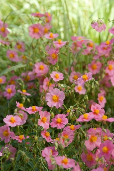 Helianthemum Lawrenson's Pink - Zonneroosje -