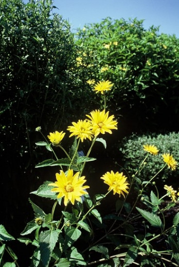 Heliopsis helianthoidus Loraine Sunshine - Zonneoog - 