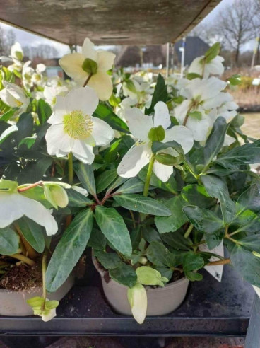 Helleborus niger - Kerstroos