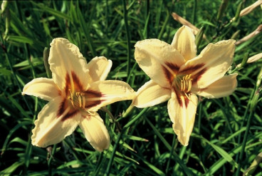 Hemerocallis Bonanza - Daglelie - 