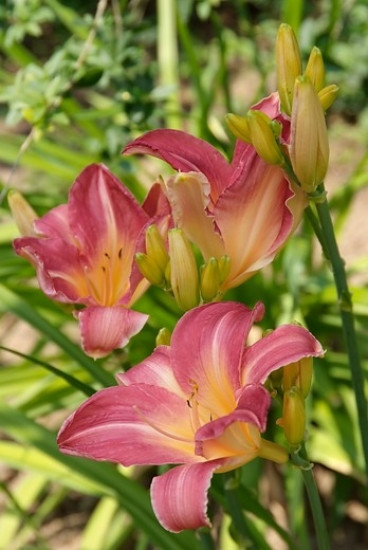 Hemerocallis Pink Damask - Daglelie - 