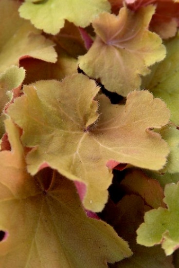 Heuchera “Caramel”® - Purperklokje - 