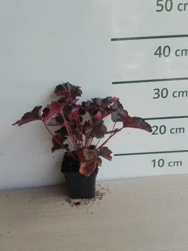 Heuchera micrantha 'Palace Purple' - Purperklokje - 