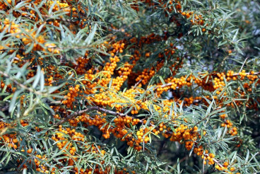 Hippophae rham. Hergo - Duindoorn