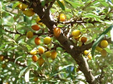 Hippophae rham. Leikora - Duindoorn