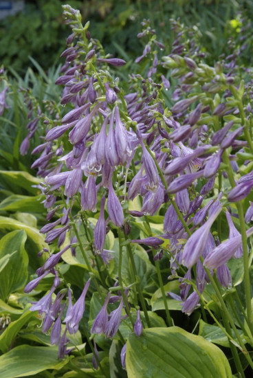 Hosta Patriot - Hart Lelie