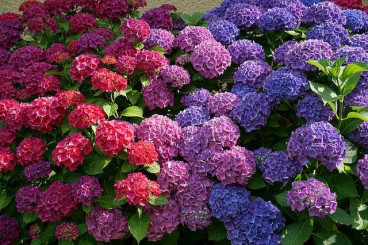 Hydrangea macr. 'Freudenstein' - Hortensia