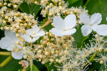 Hydrangea anomala petiolaris - Klimhortensia