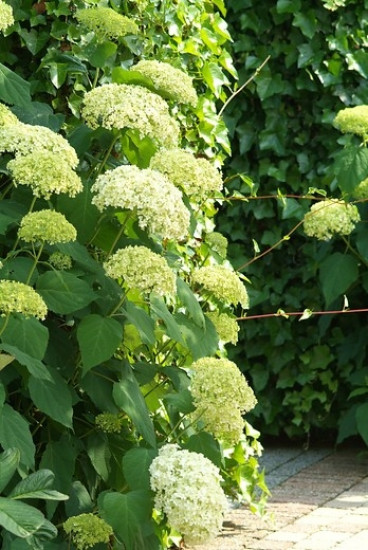 Hydrangea arb. Annabelle - Hortensia