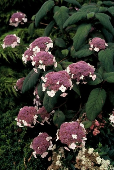 Hydrangea aspera 'Macrophylla' - Fluweelhortensia