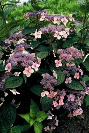 Hydrangea serr. Bluebird - Hortensia