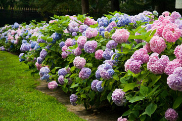 Hydrangea macr. Bodensee