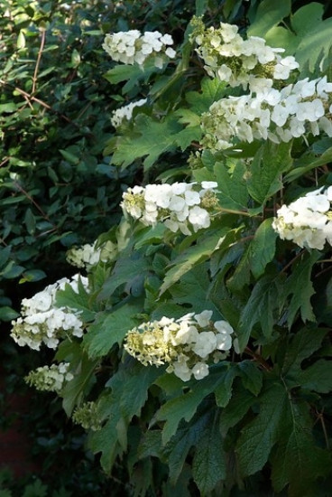 Hydrangea pan. Candlelight - Pluimhortensia