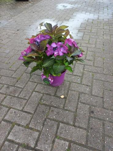 Hydrangea Dark Angel - Hortensia