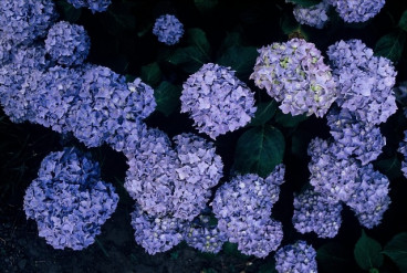 Hydrangea macr. Early Blue - Hortensia